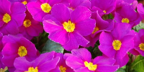 Jaglac bez stabljike: raste iz sjemena